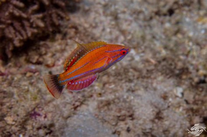 Are McCosker Wrasse hardy?