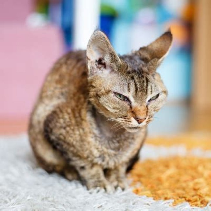 Can you adopt a Devon Rex?