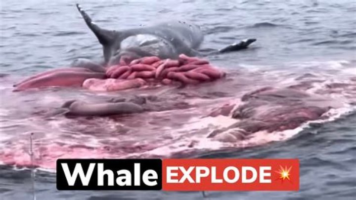 Did they really explode a whale?
