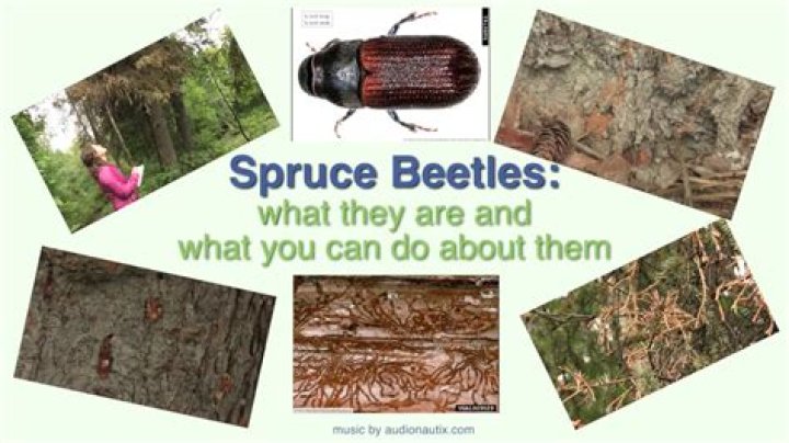 Do spruce bark beetles bite humans?