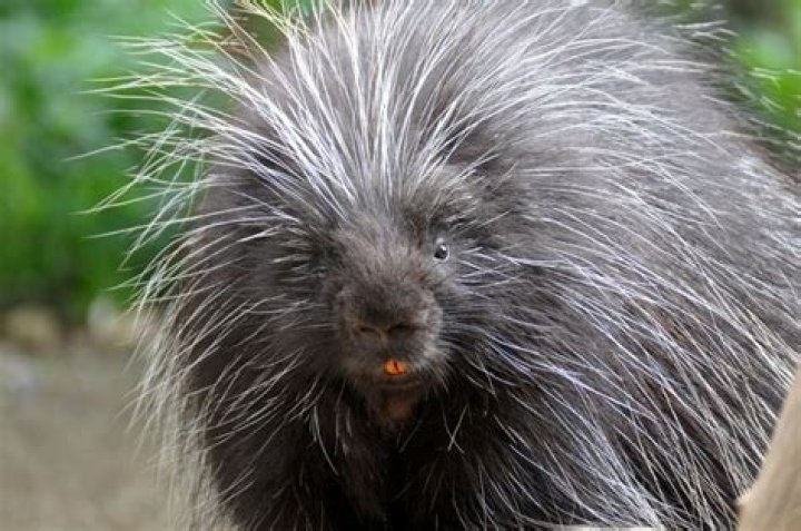 How big do porcupines get?