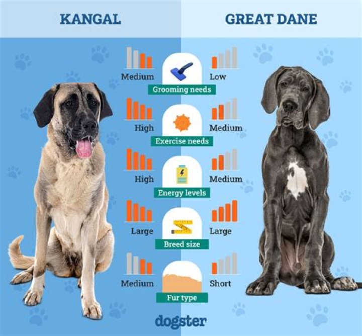 How big is a Kangal height?