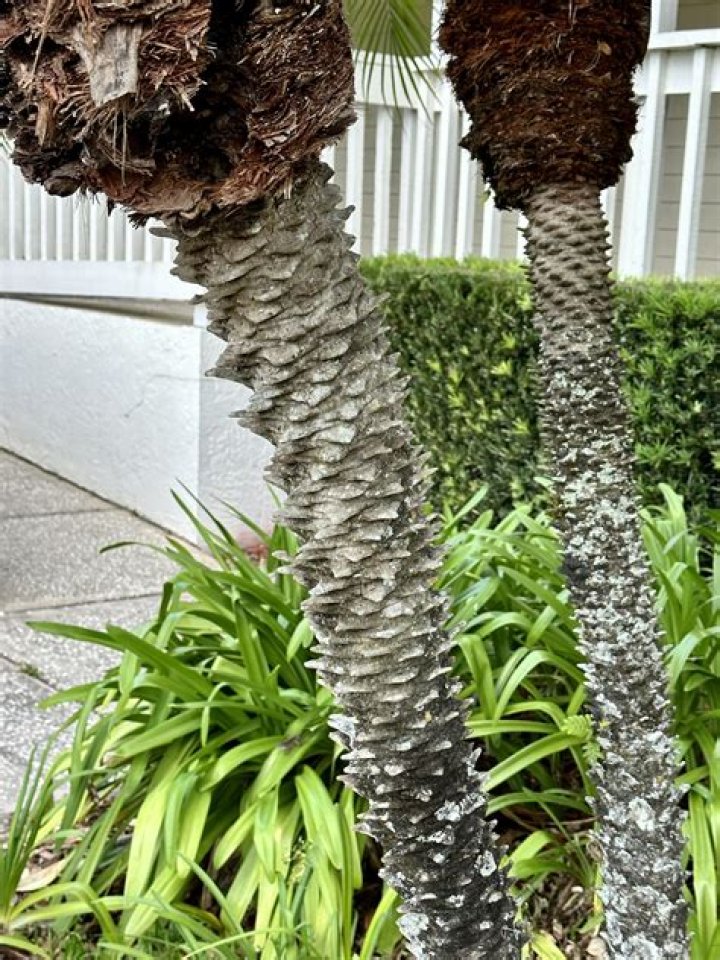 How deep do you plant a Robellini Palm?