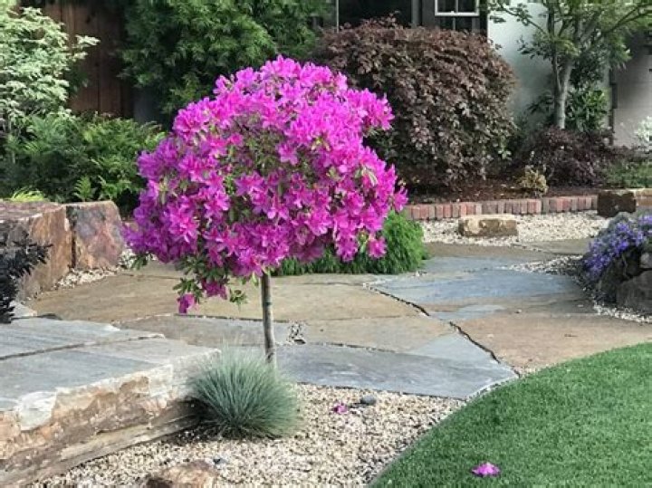 How do you care for an azalea topiary tree?