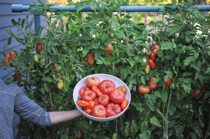 How many tomatoes are in a bushel of tomatoes?