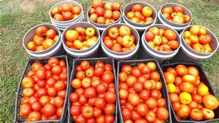 How many tomatoes are in a bushel?