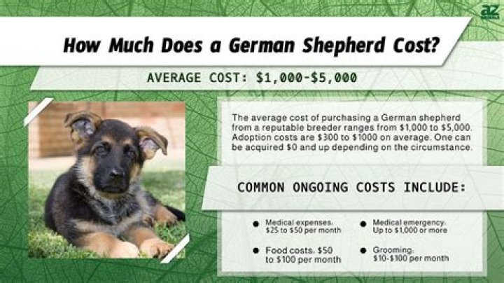 How much should a German shepherd puppy cost UK?