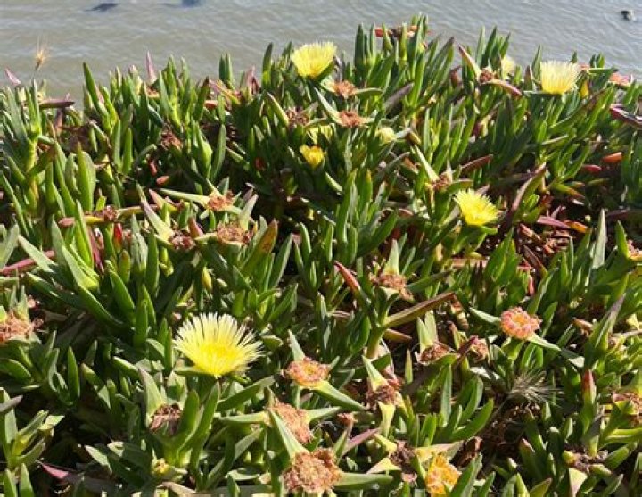 Is carpobrotus invasive?