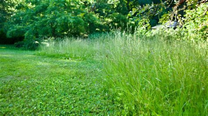 Is grass growing in a lawn physical or chemical?