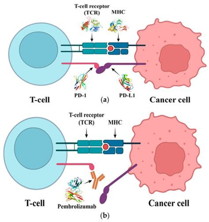 Is Pembrolizumab hazardous?