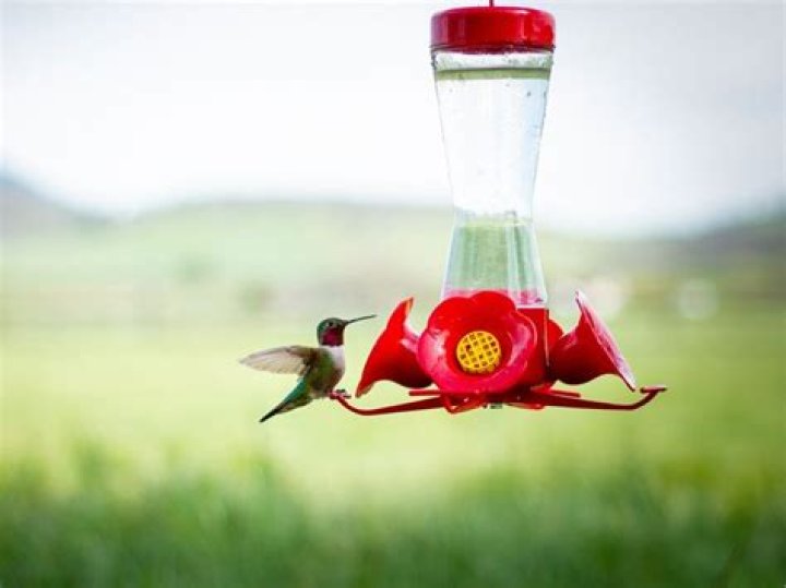 Is vinegar good for cleaning hummingbird feeders?