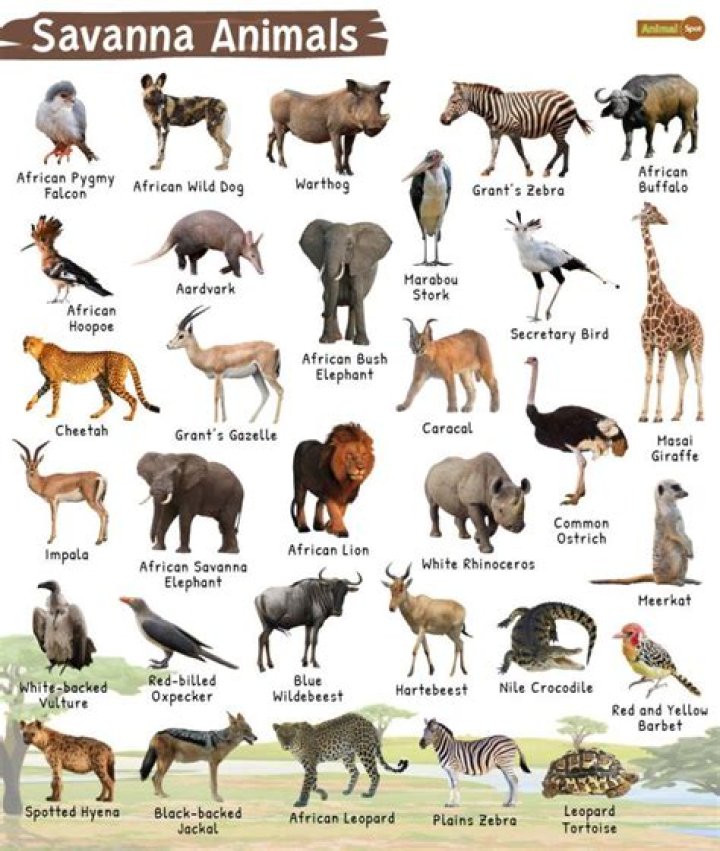 What animals are Sanguivores?
