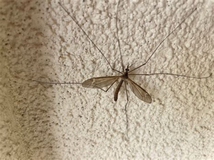 What are the benefits of crane flies?