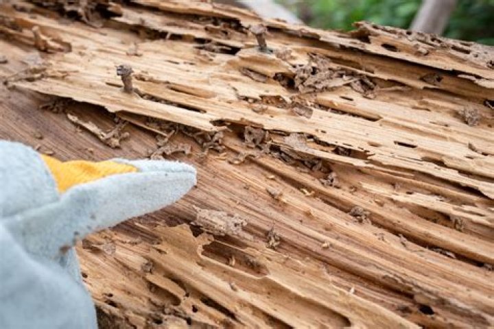 What does termite damage look like in firewood?