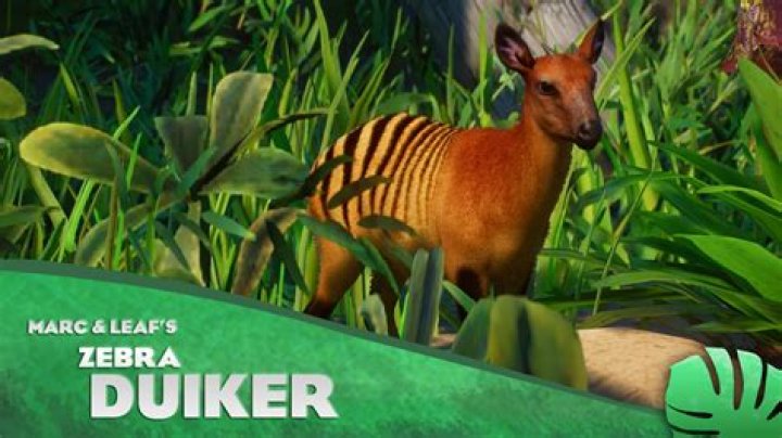 What eats the zebra duiker?