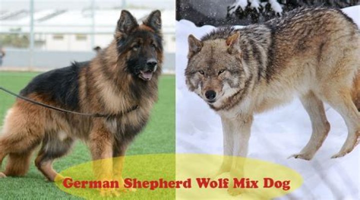 What is a German shepherd wolf mix called?