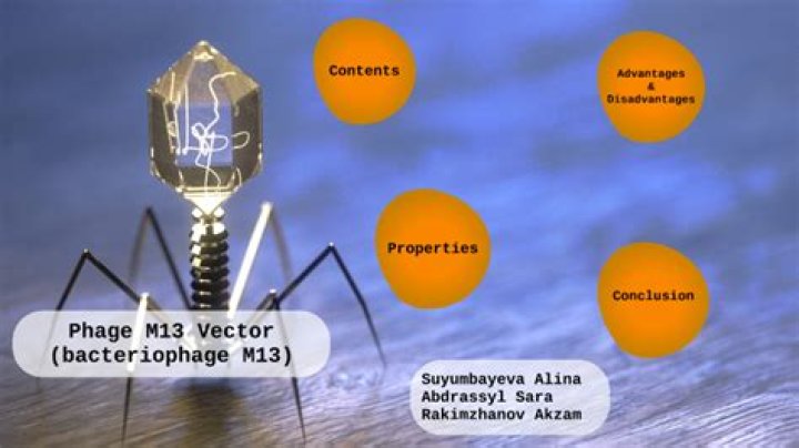 What is M13 phage?