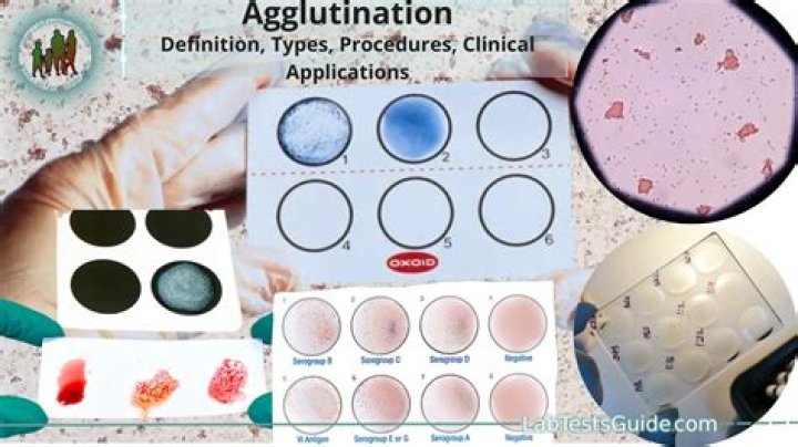 What is spontaneous agglutination?