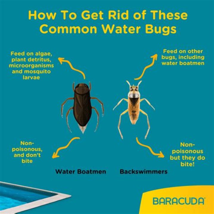 What is the best product to kill water bugs?