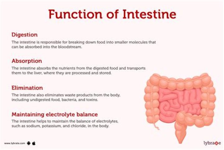 What is the function of DLS?