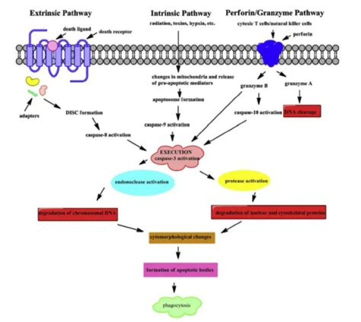 What is the function of perforin?