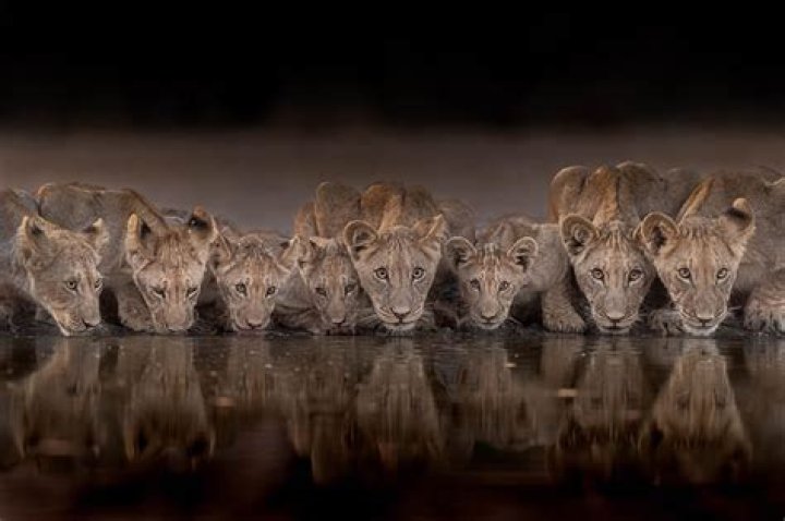 What is the highest award for photography?