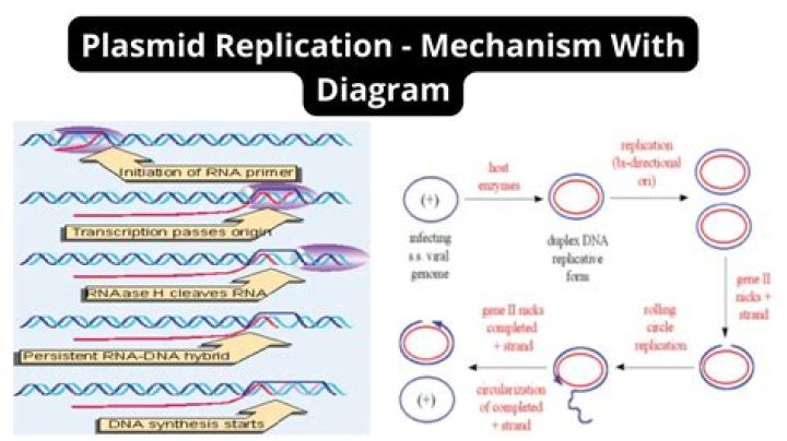 What is the origin of replication on the plasmid?