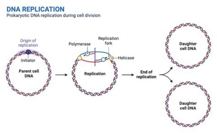 What is the process of DNA replication in prokaryotes?