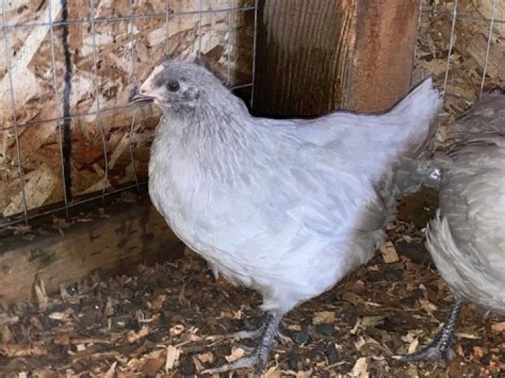 What is the rarest chicken color?