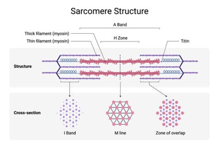 What is the structure of a sarcomere?