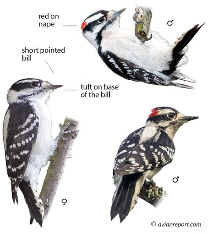 What noise does a downy woodpecker make?