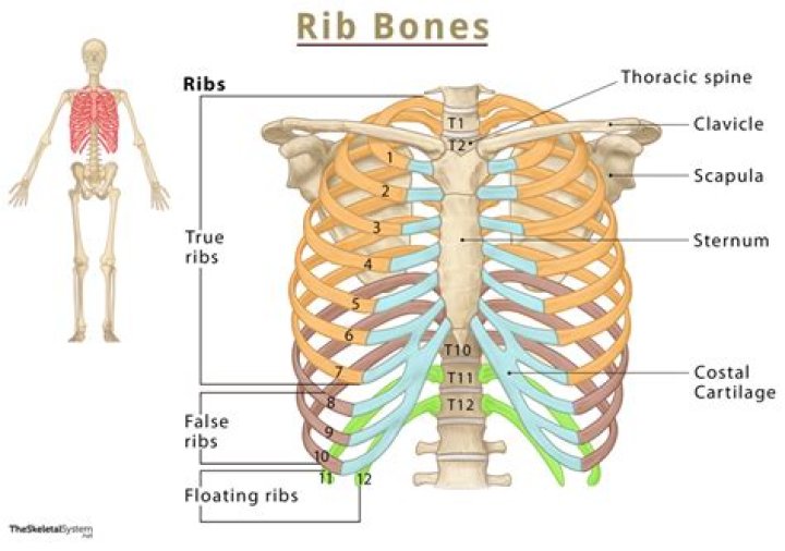 What organ is just below the rib cage?