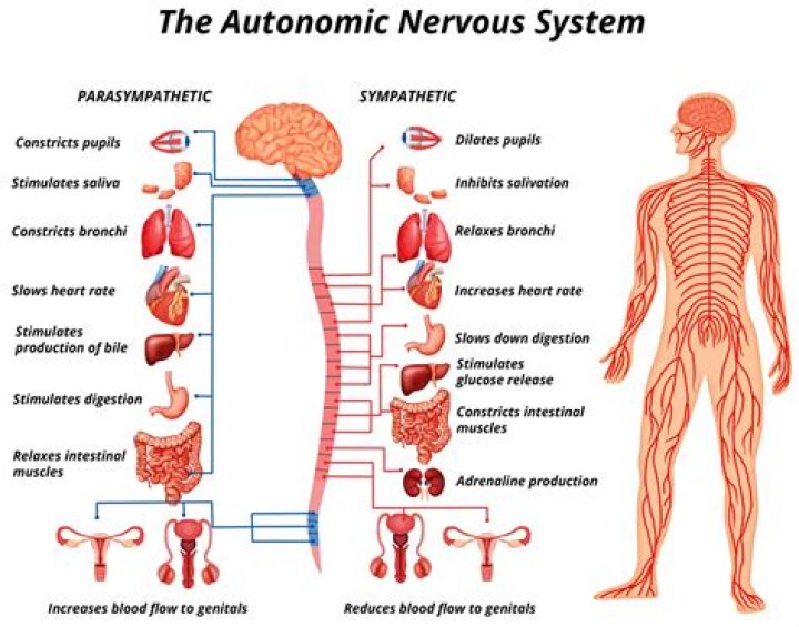 What senses are controlled by the nervous system?