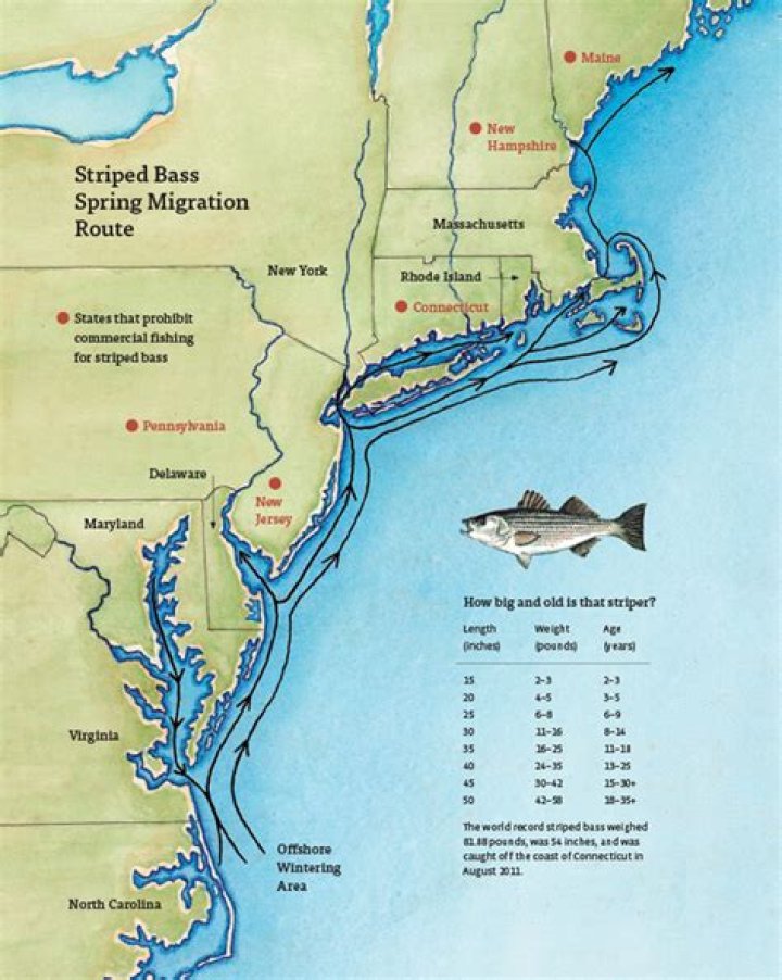 Where are the striped bass now in NJ?