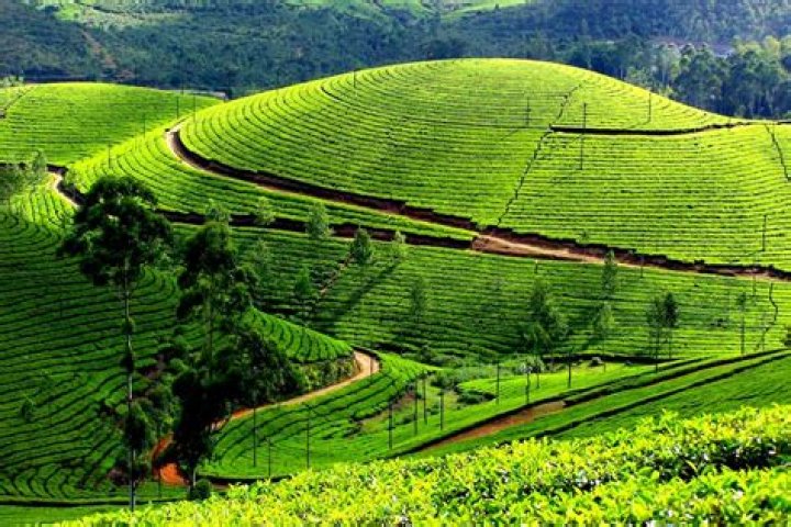 Which place is best for tea plantation?