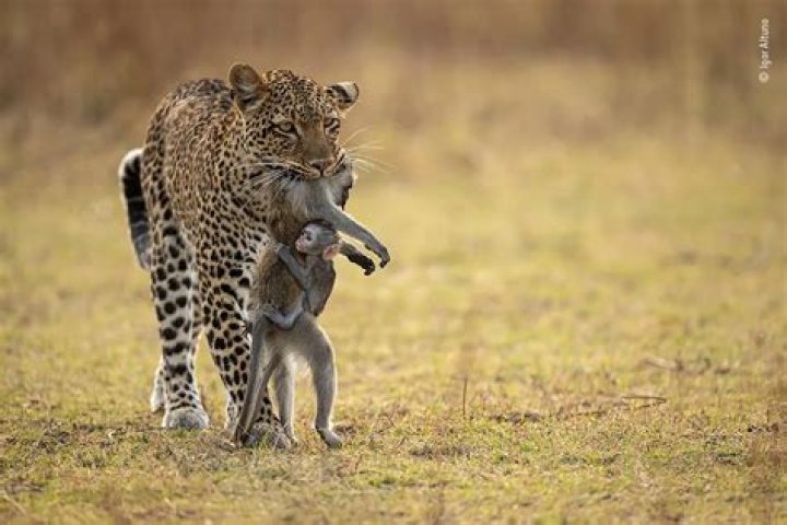 Who is the best wildlife photographer in Kerala?