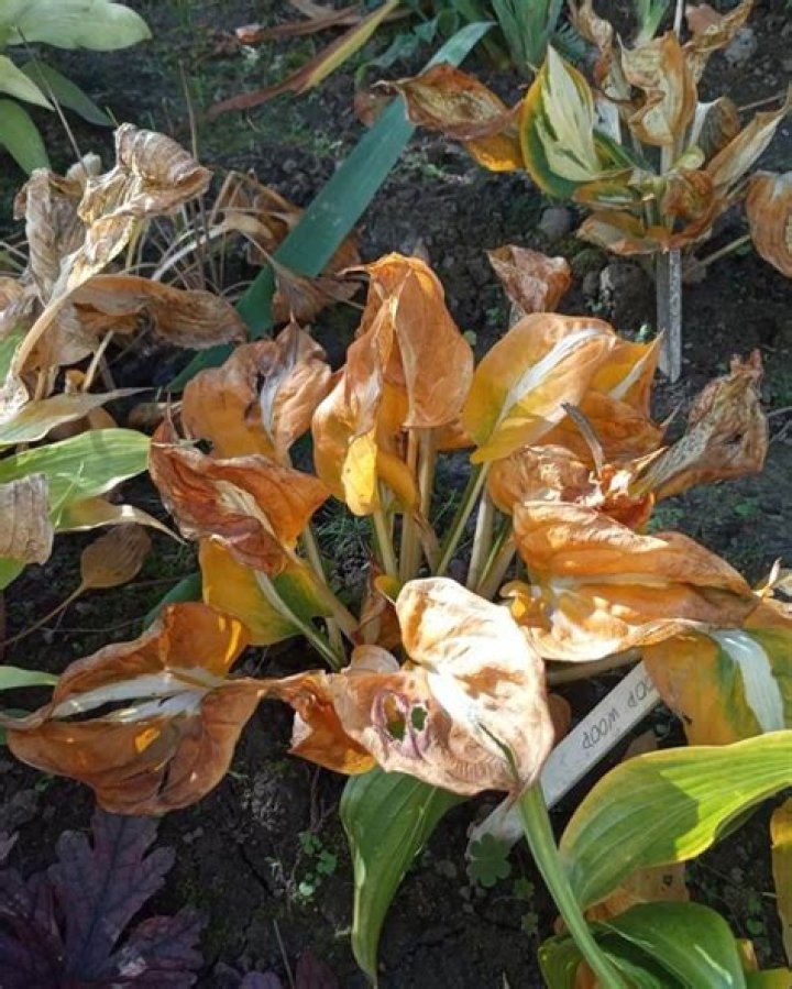 Will hostas grow back if you cut them down?