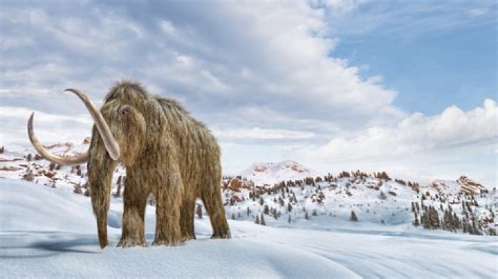 Will they bring back the mammoth?